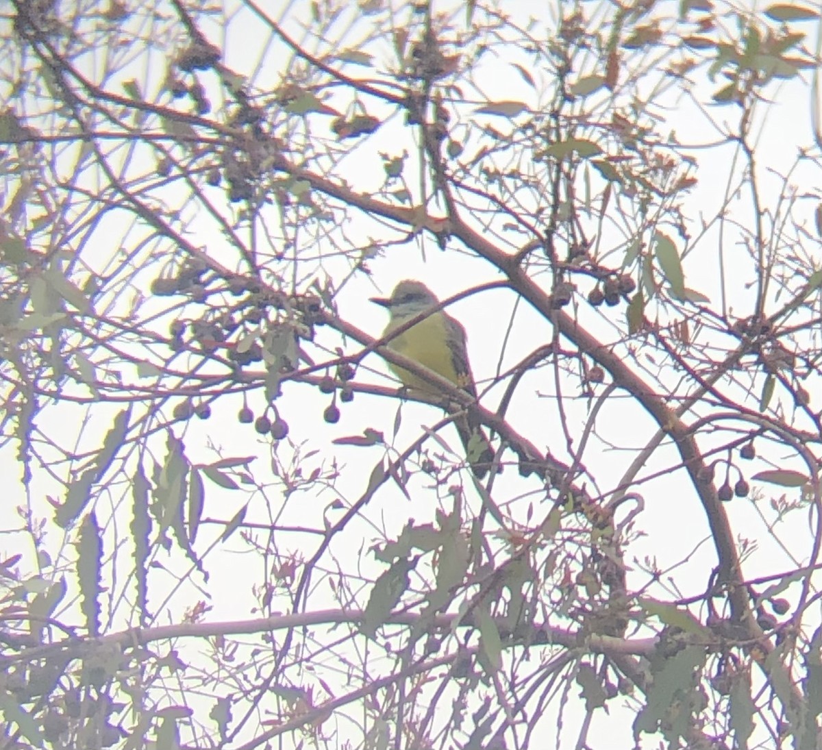 Tropical Kingbird - ML628157851