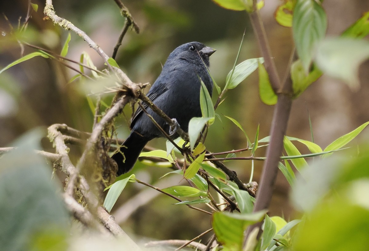 Ecuadorian Seedeater - ML628158059