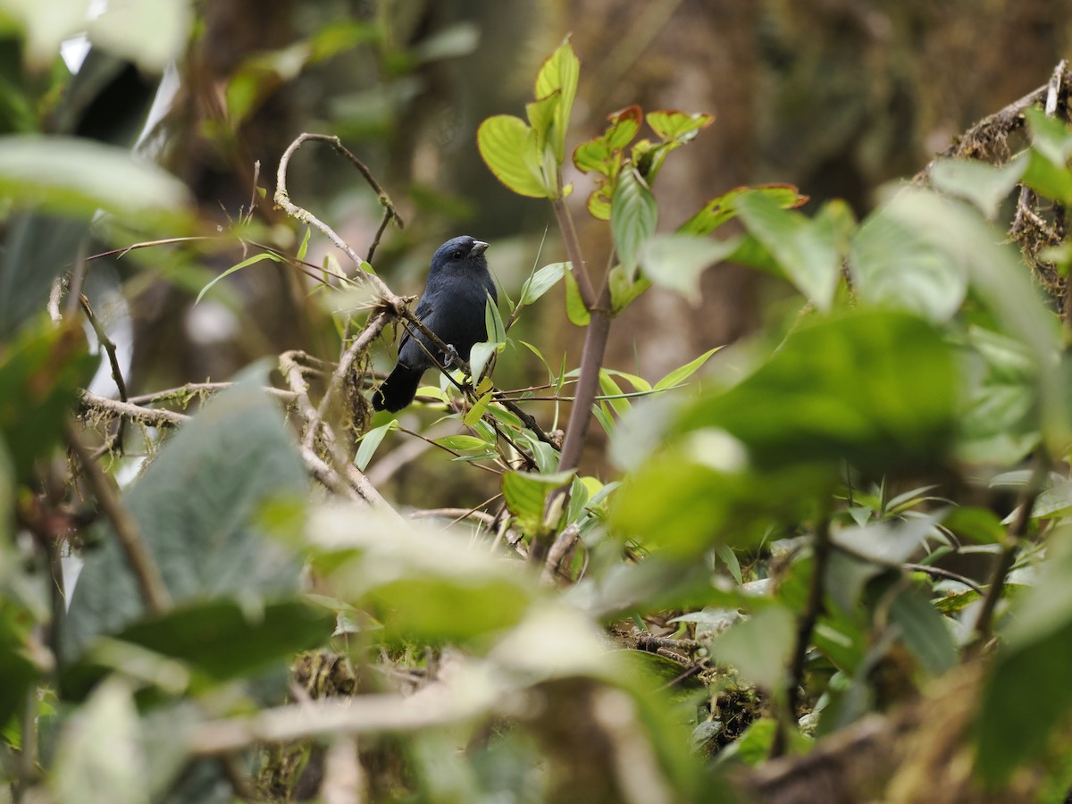 Ecuadorian Seedeater - ML628158060