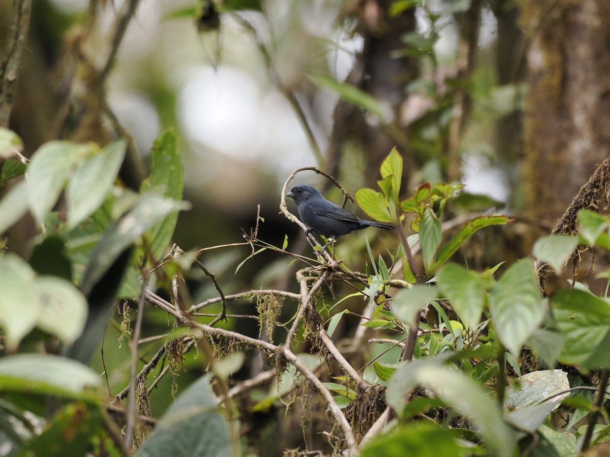 Ecuadorian Seedeater - ML628158065