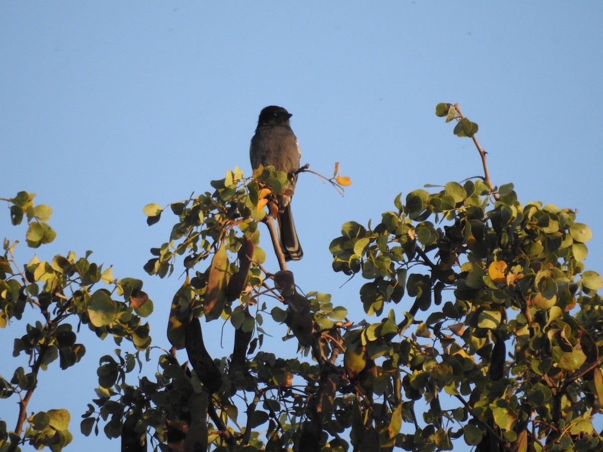 Southern Black-Tit - ML628158200