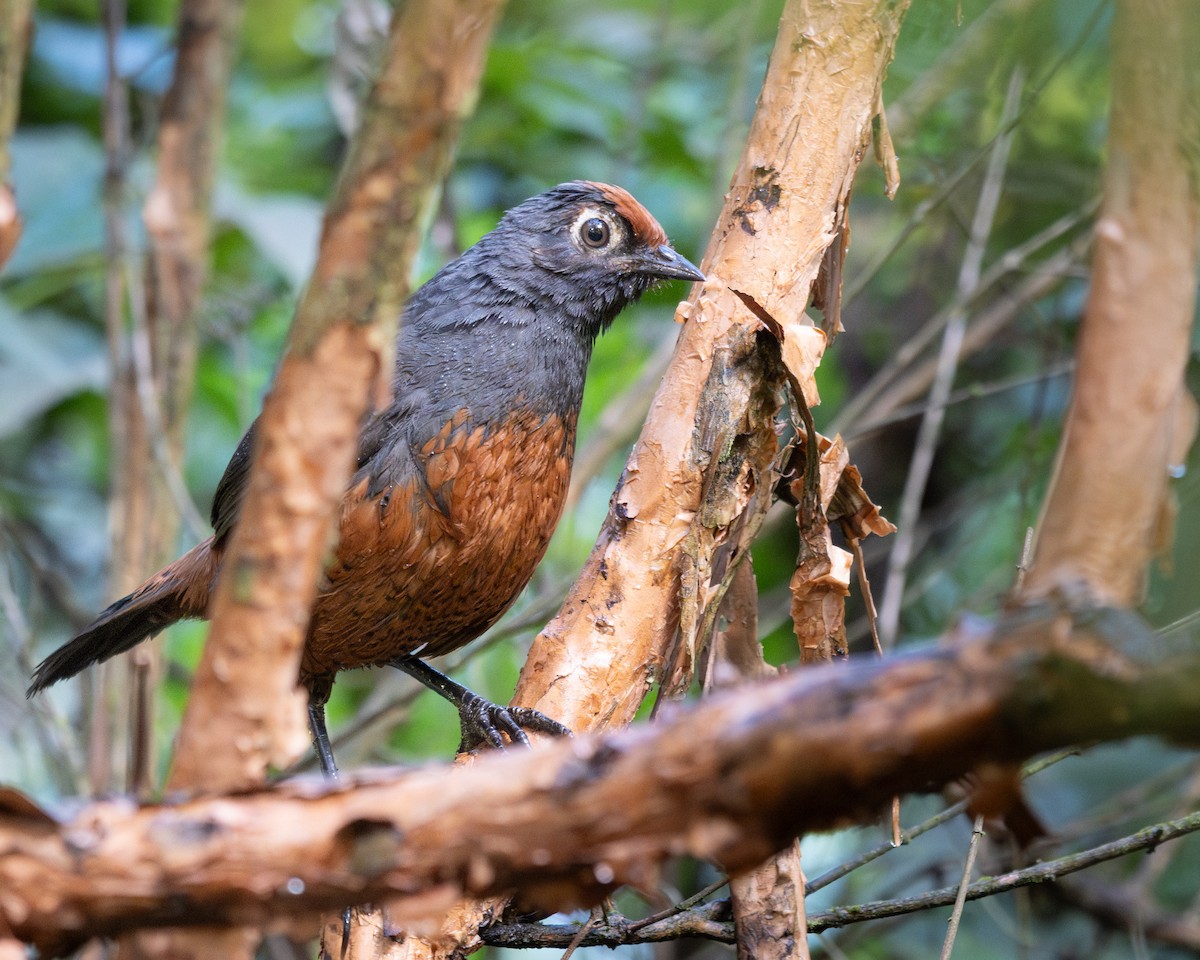 Black-throated Huet-huet - ML628158206