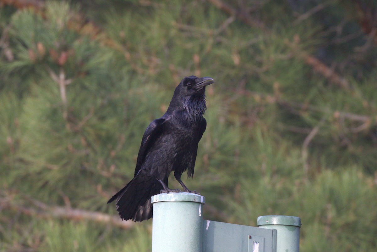 Common Raven - ML628158297