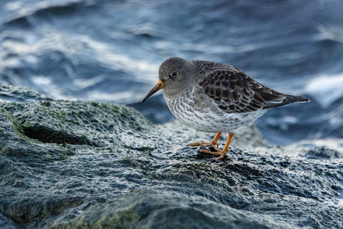 Purple Sandpiper - ML628158303