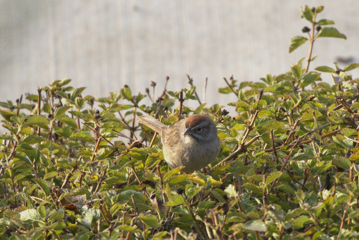 Rufous-crowned Sparrow - ML628158313