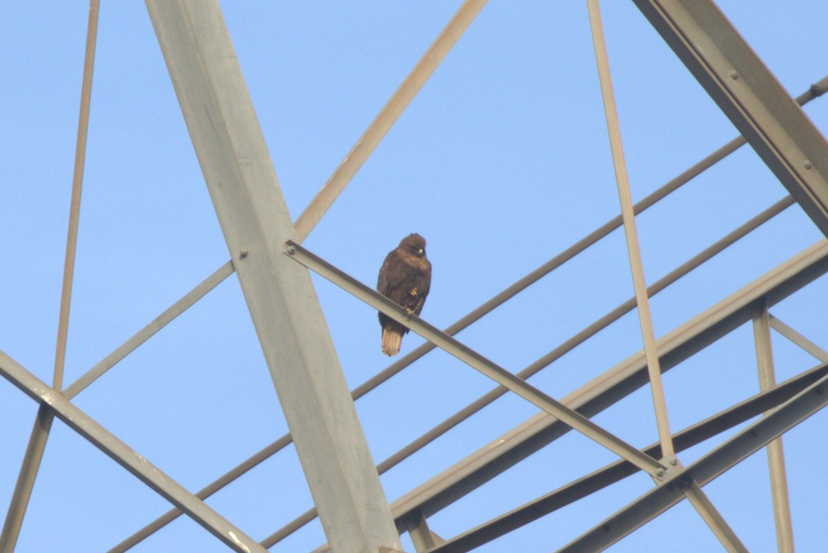 hawk sp. - ML628158340