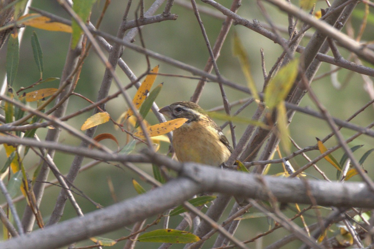 Black-headed Grosbeak - ML628158399