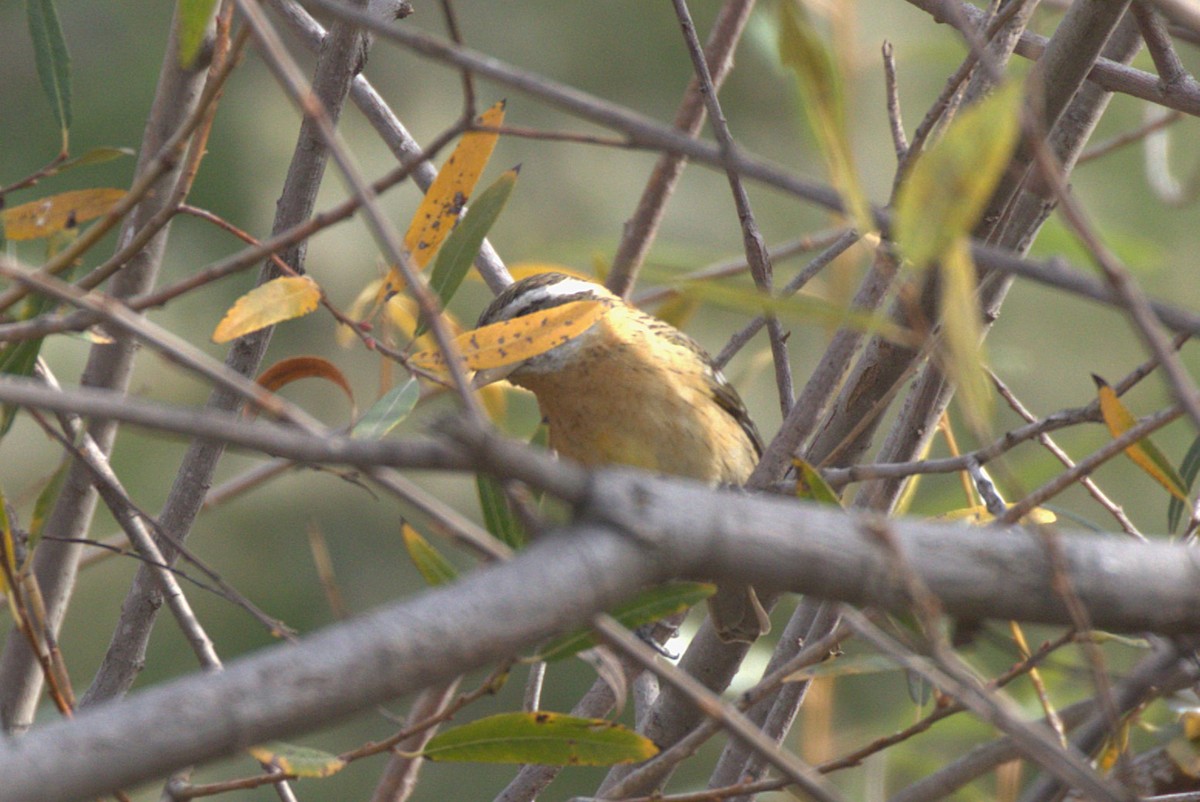 Black-headed Grosbeak - ML628158400