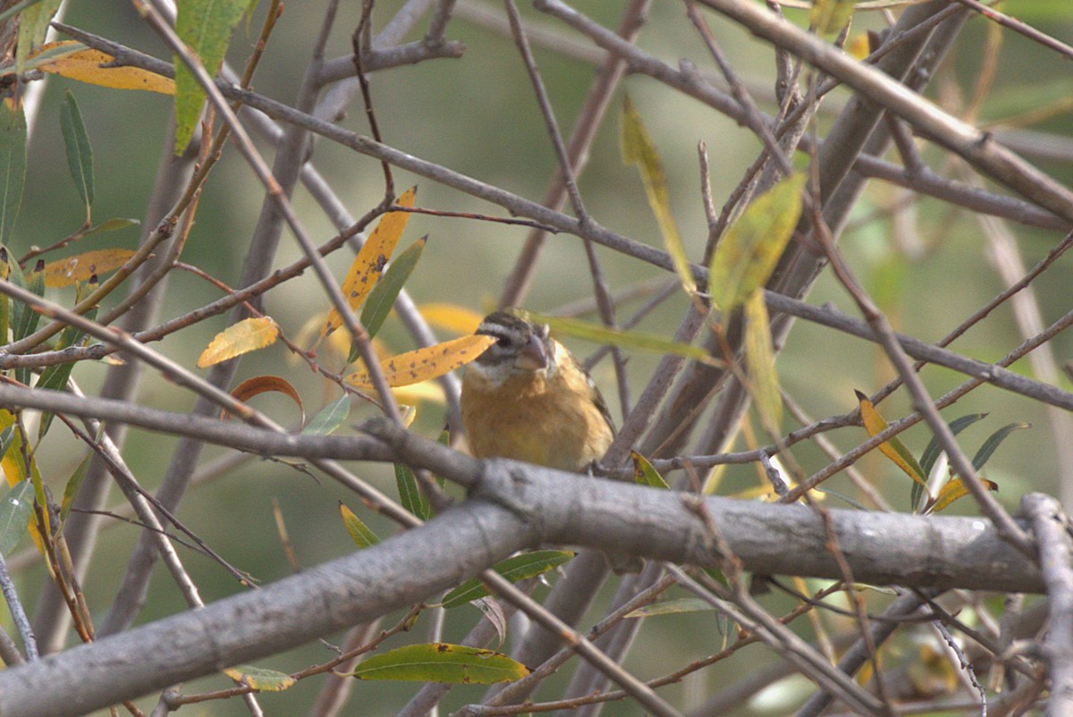 Black-headed Grosbeak - ML628158401