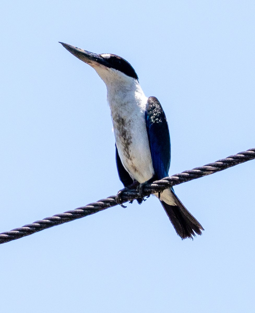 Torresian Kingfisher - ML628158492