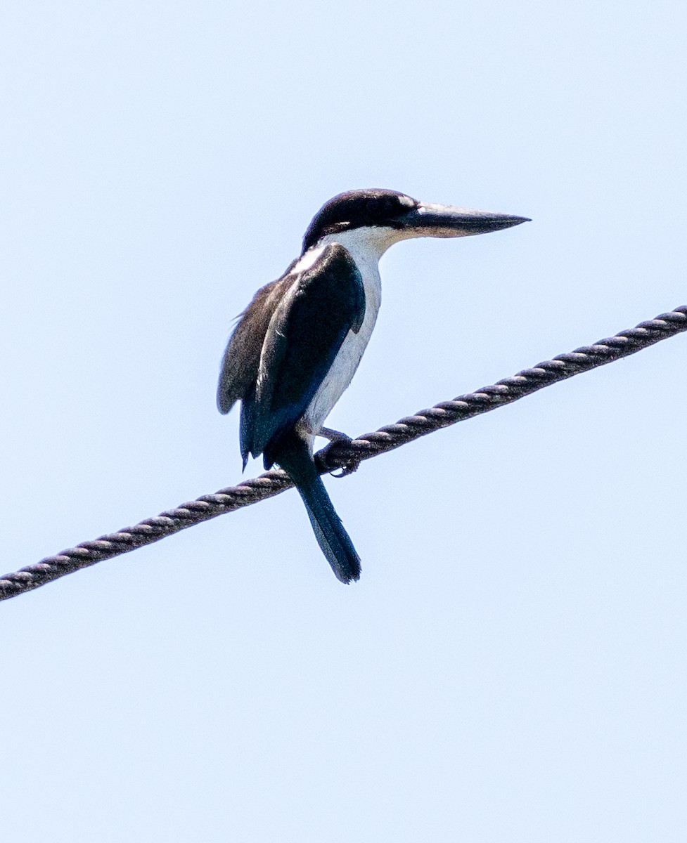 Torresian Kingfisher - ML628158493