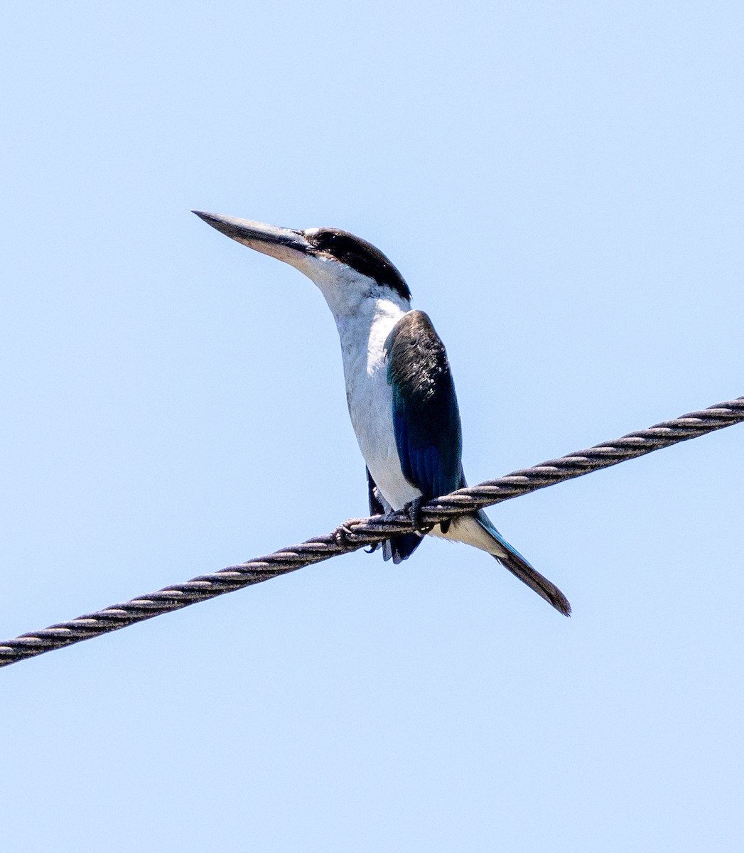 Torresian Kingfisher - ML628158494