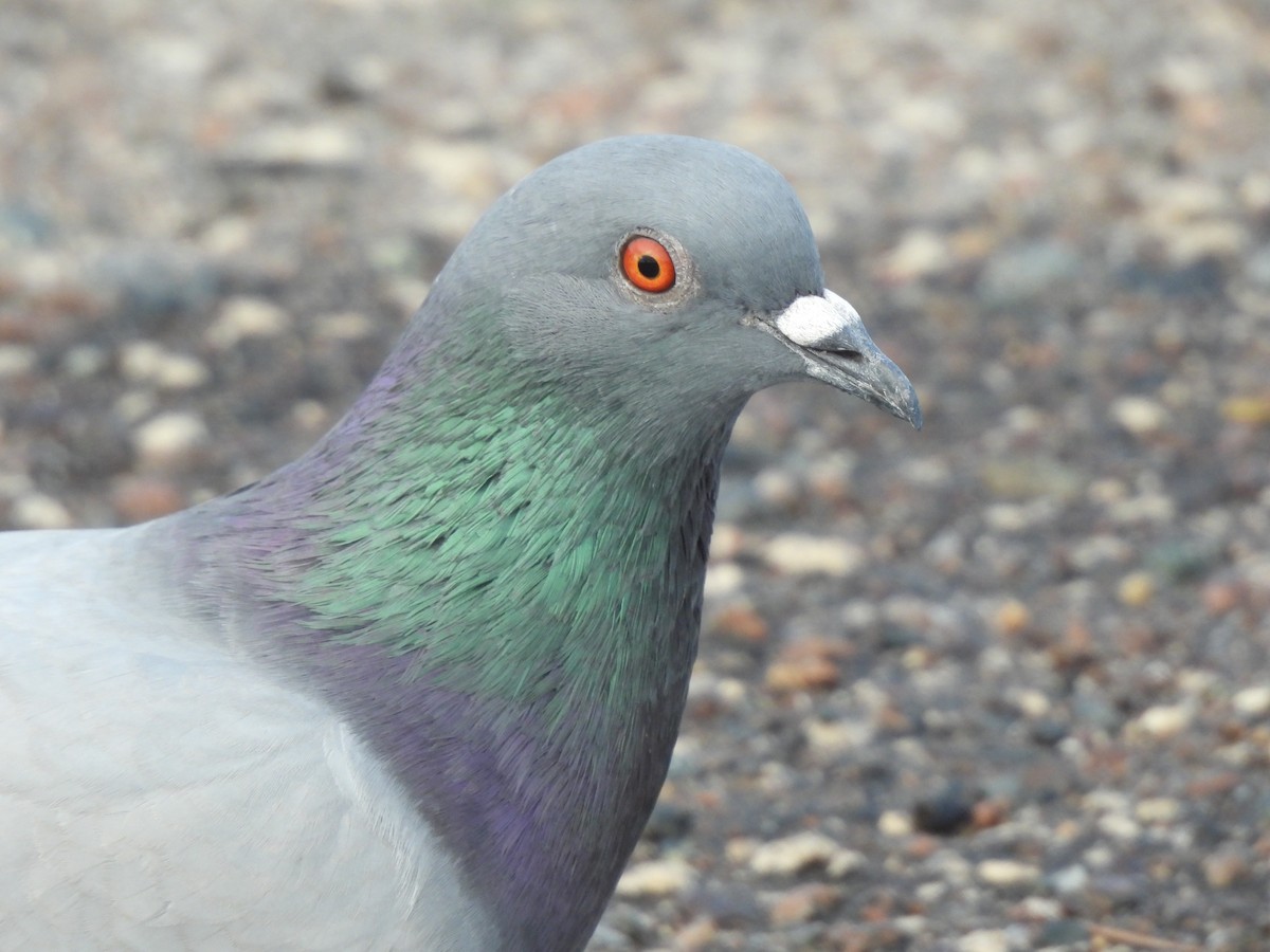 Rock Pigeon (Feral Pigeon) - ML628158669