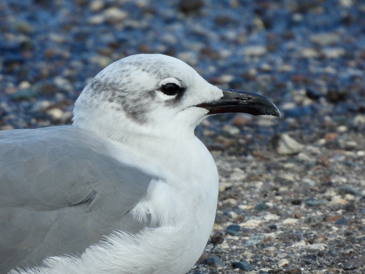 Laughing Gull - ML628158673
