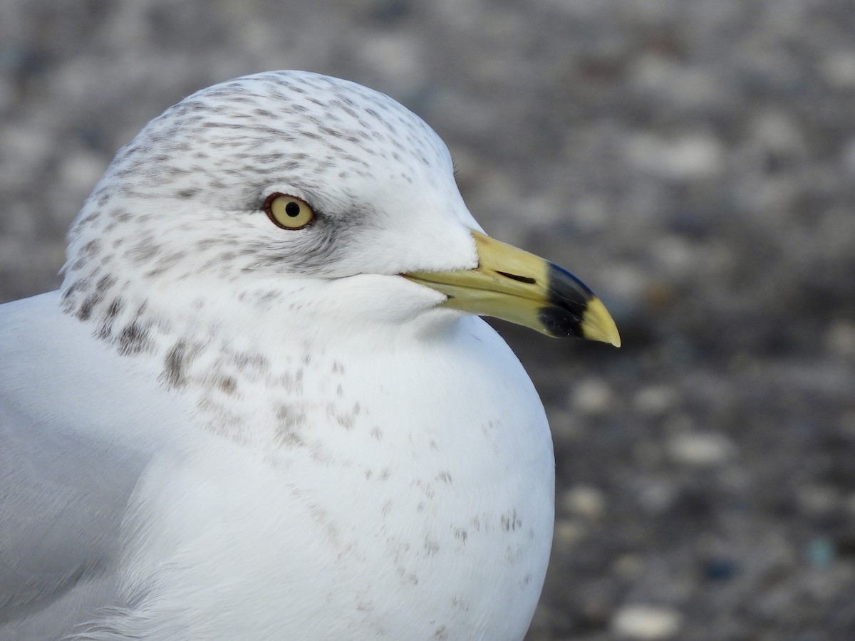 Ring-billed Gull - ML628158678