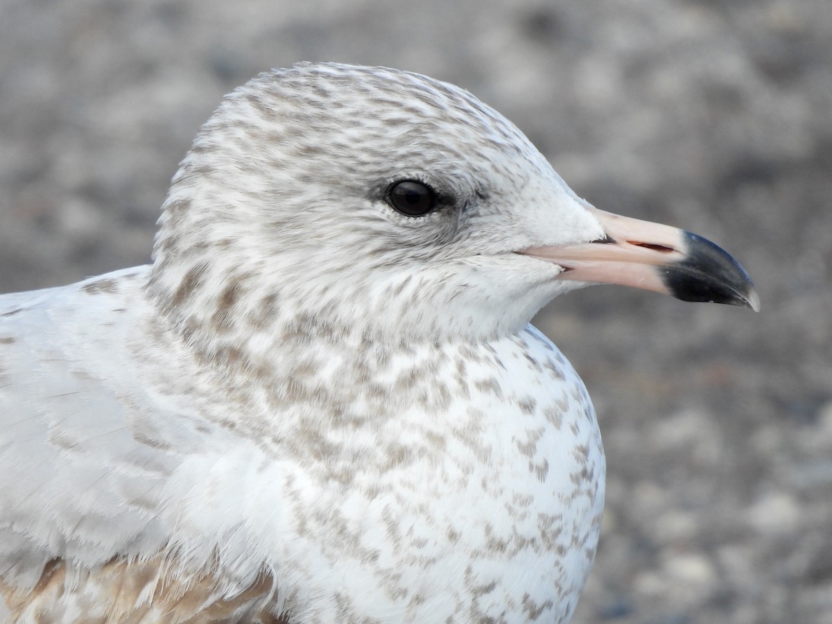 Ring-billed Gull - ML628158679