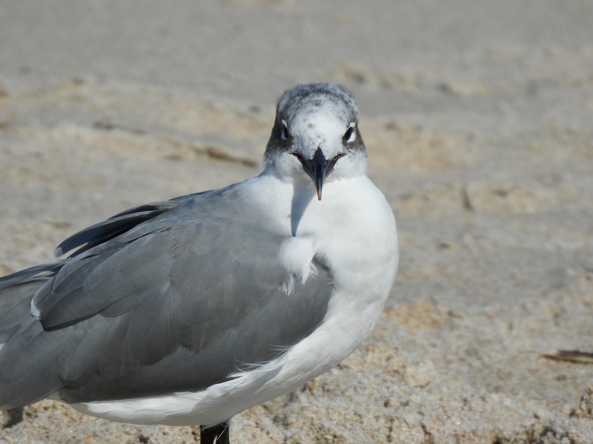 Laughing Gull - ML628158737