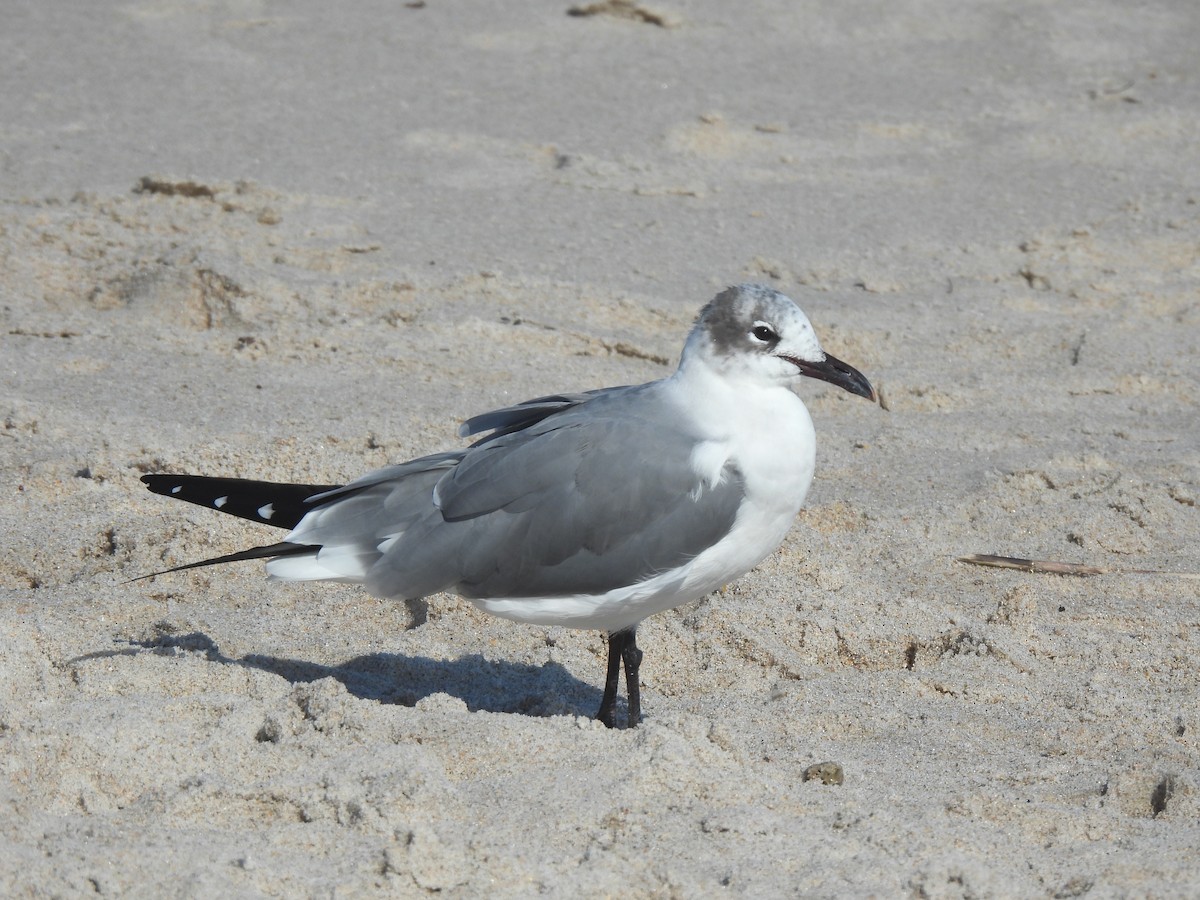 Laughing Gull - ML628158738
