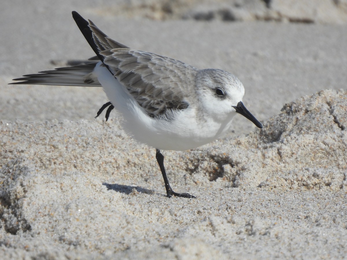 Sanderling - ML628158747