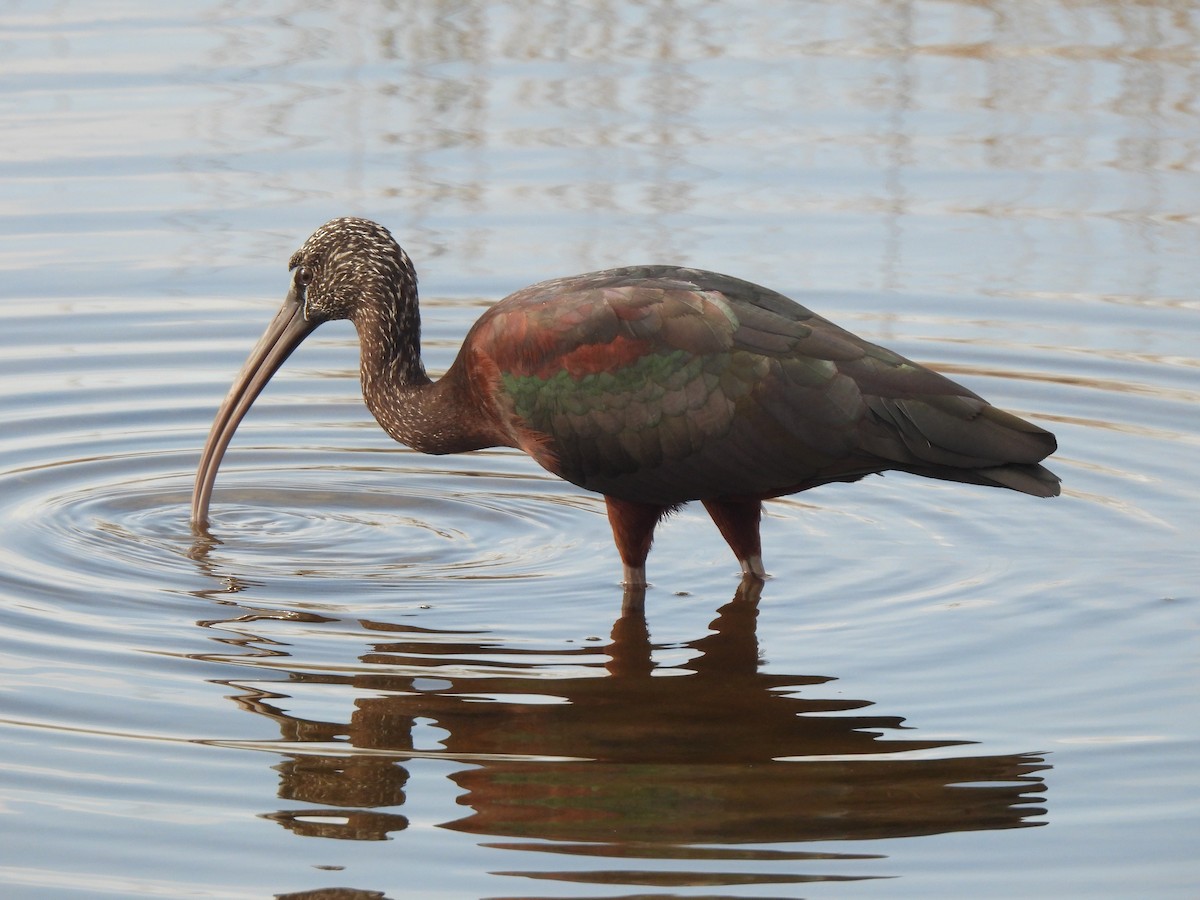 Glossy Ibis - ML628158767
