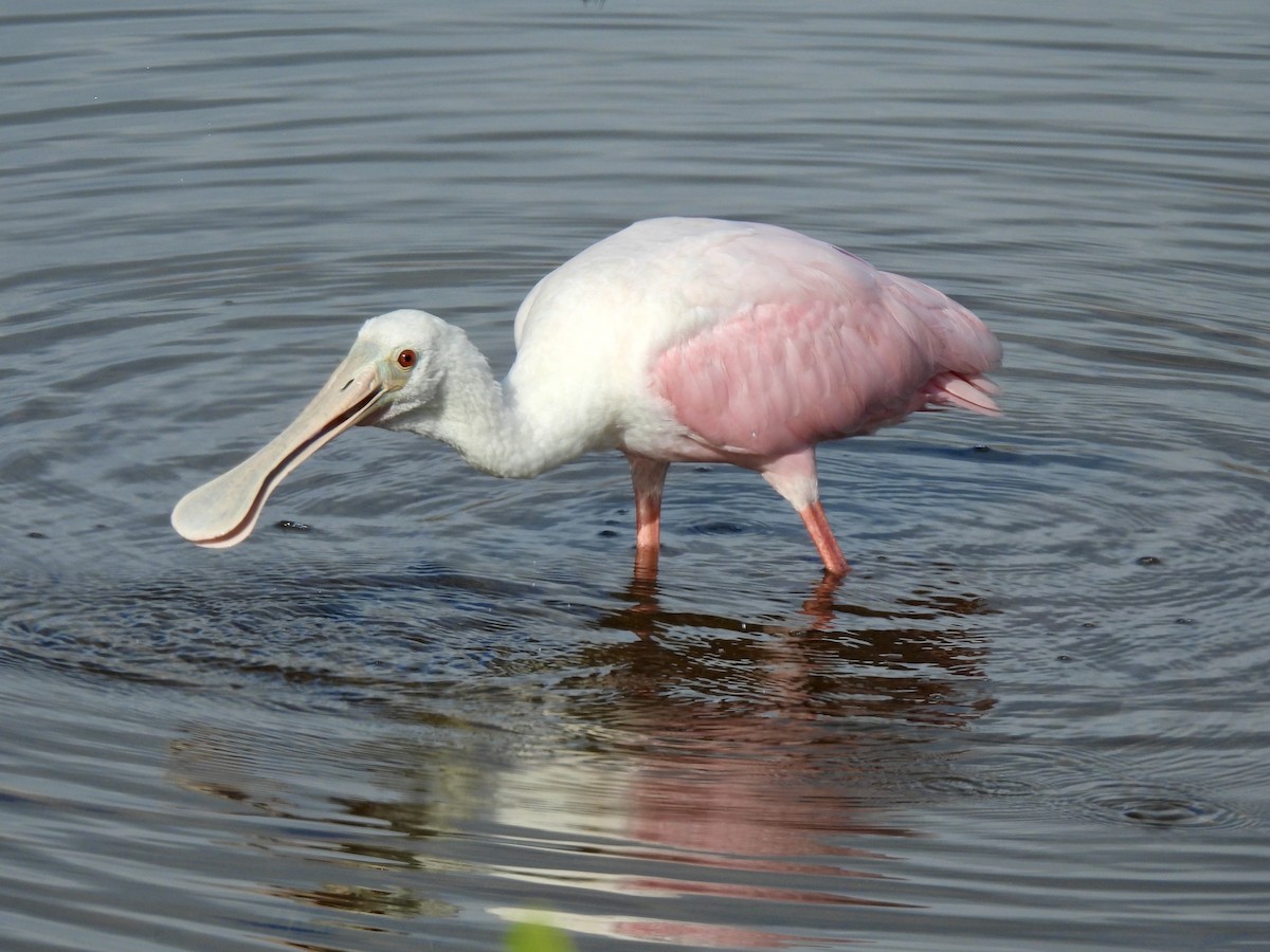 Roseate Spoonbill - ML628158770