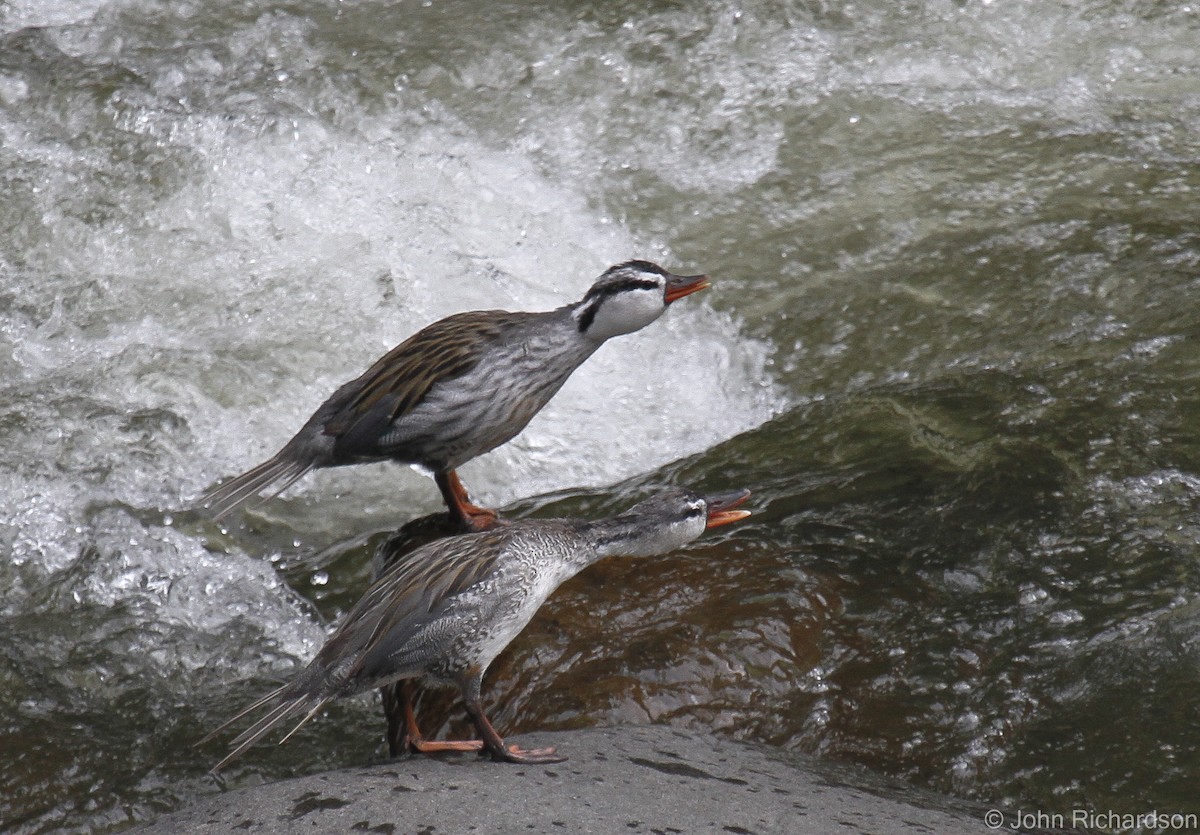 Torrent Duck - ML628158914