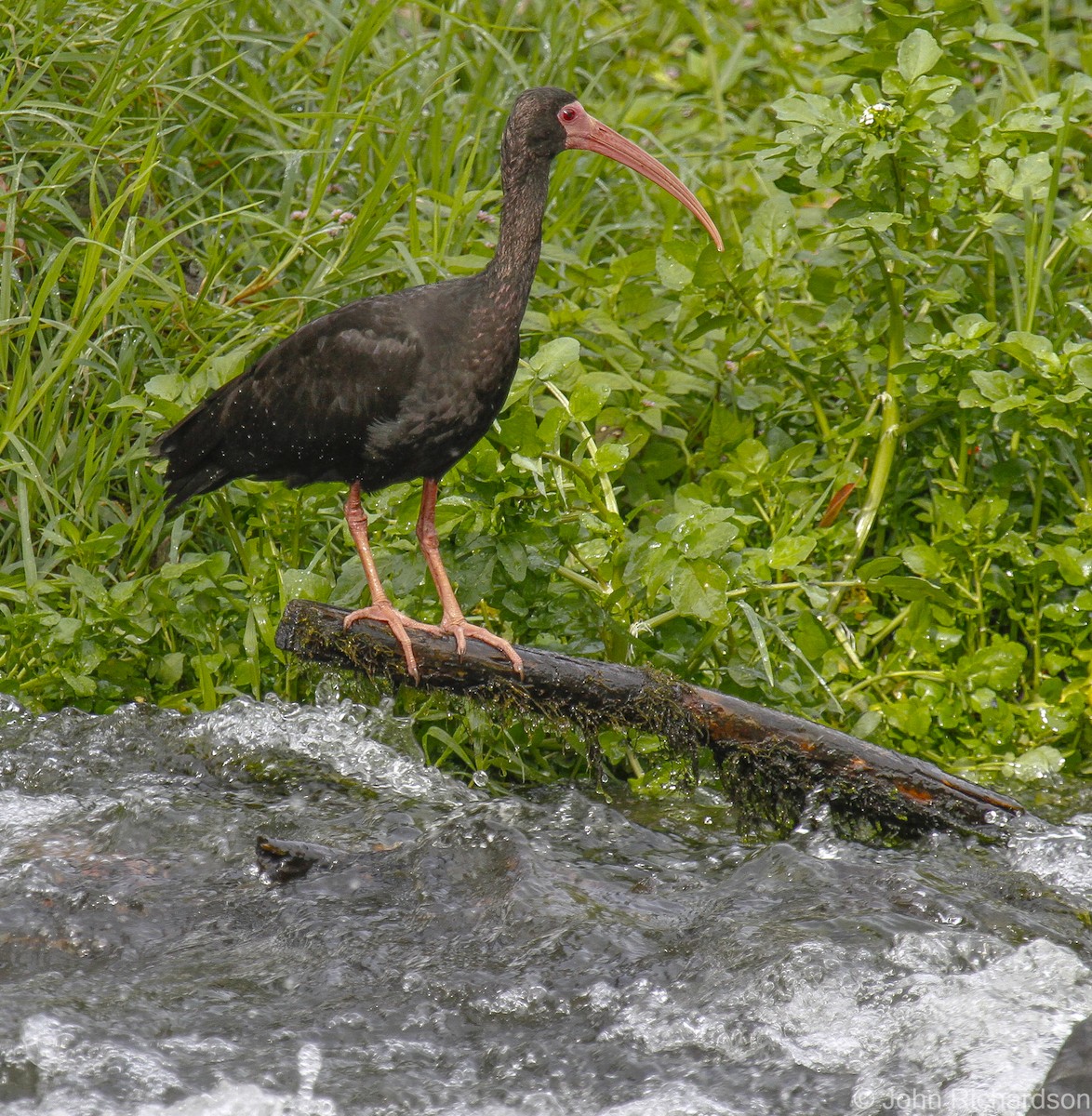 Bare-faced Ibis - ML628158944