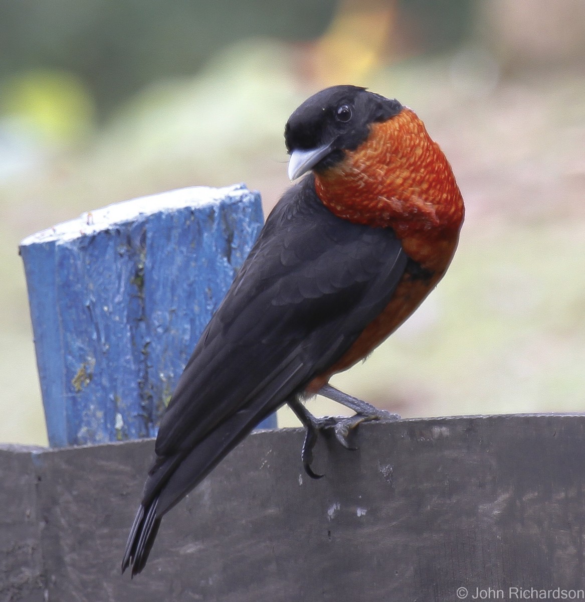 Red-ruffed Fruitcrow - ML628158948