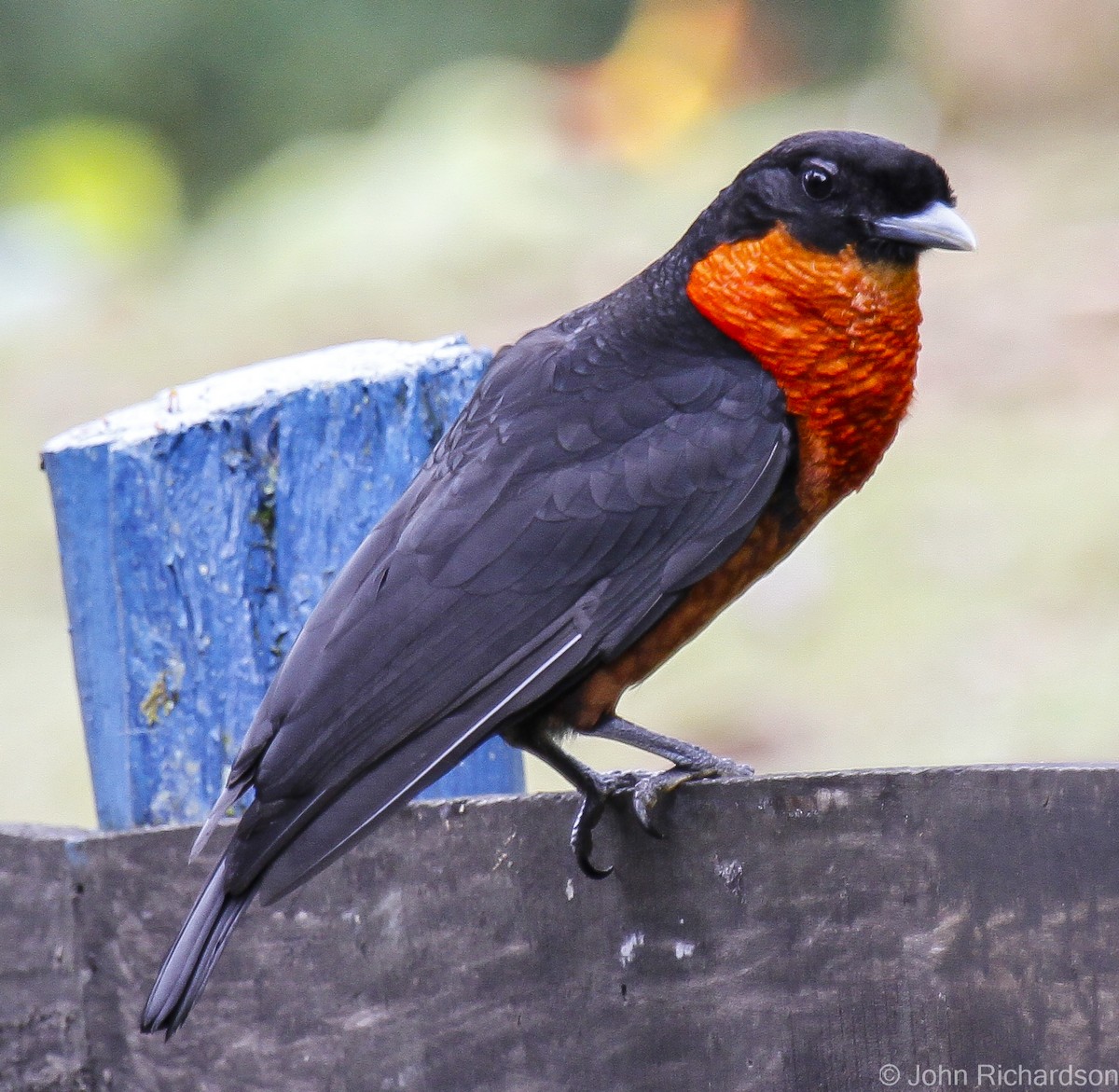 Red-ruffed Fruitcrow - ML628158949