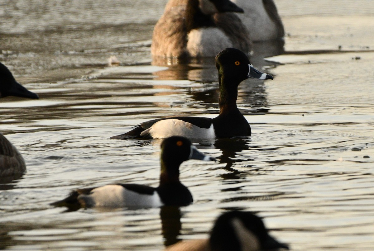 Ring-necked Duck - ML628159204