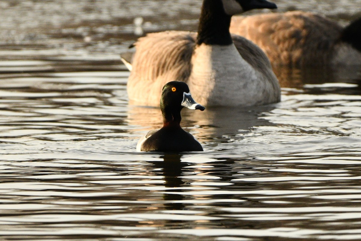 Ring-necked Duck - ML628159226