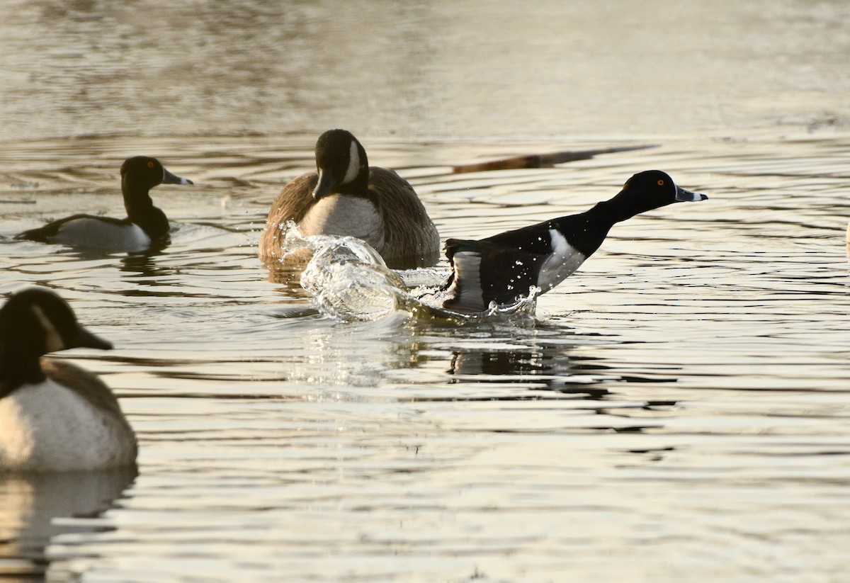 Ring-necked Duck - ML628159251