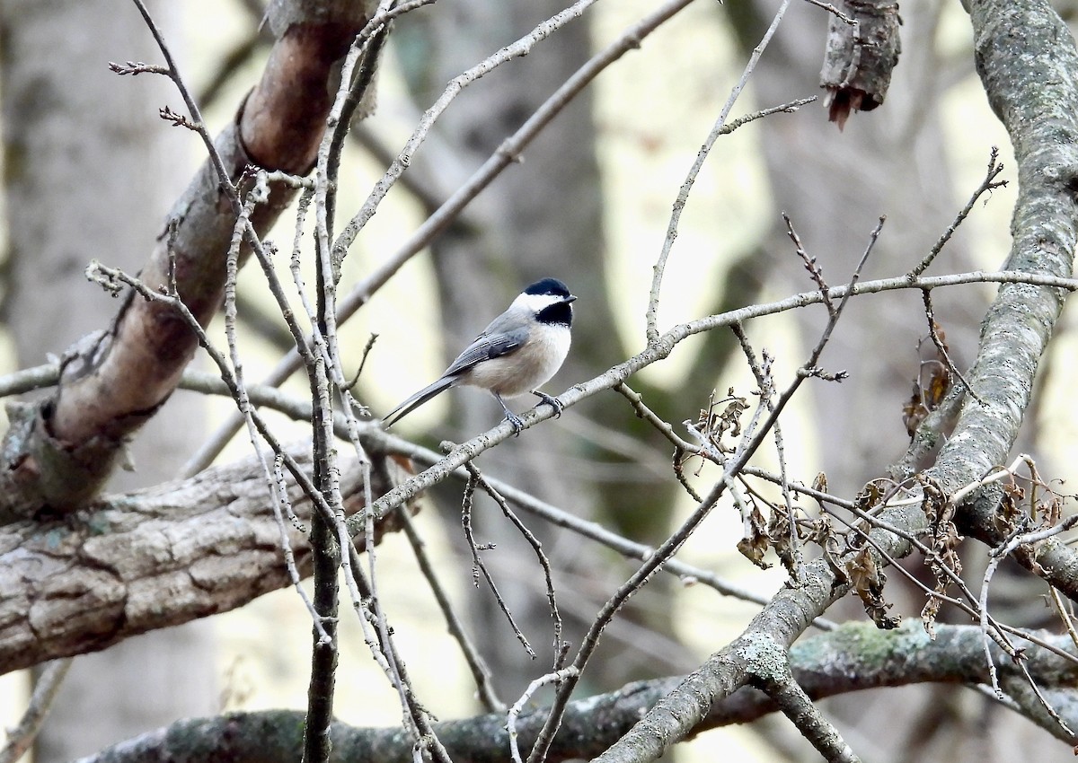 Mésange de Caroline - ML628159341