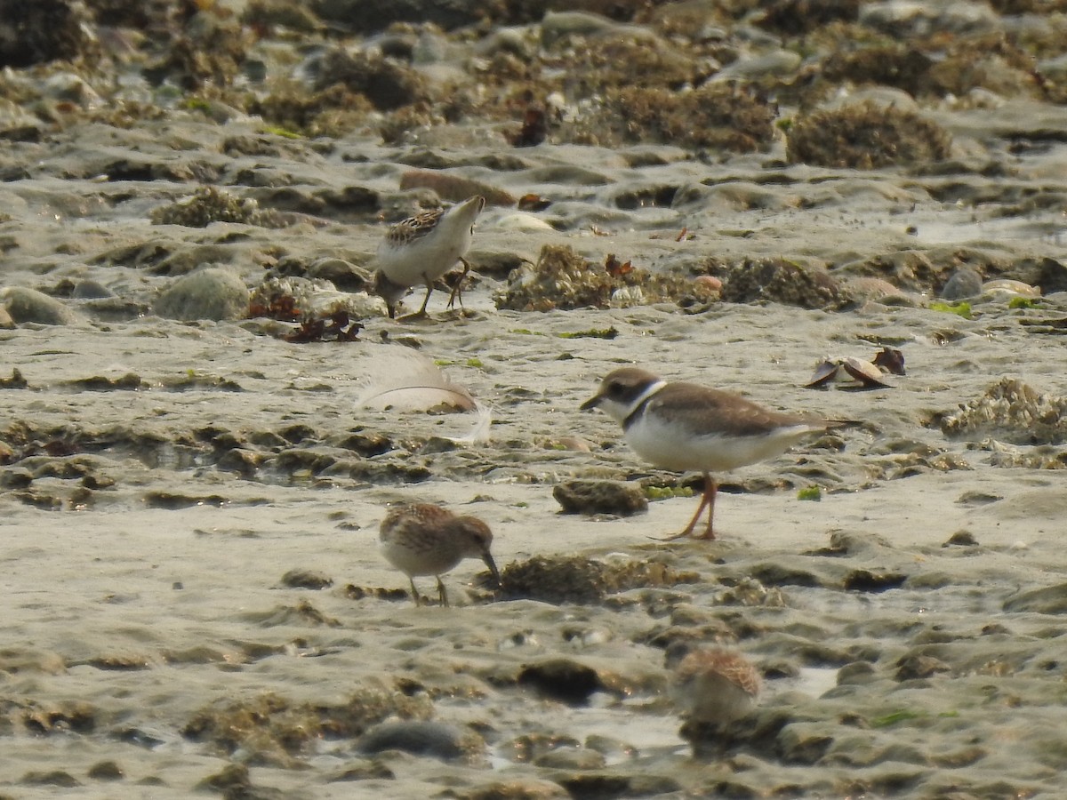 Semipalmated Plover - ML628159385