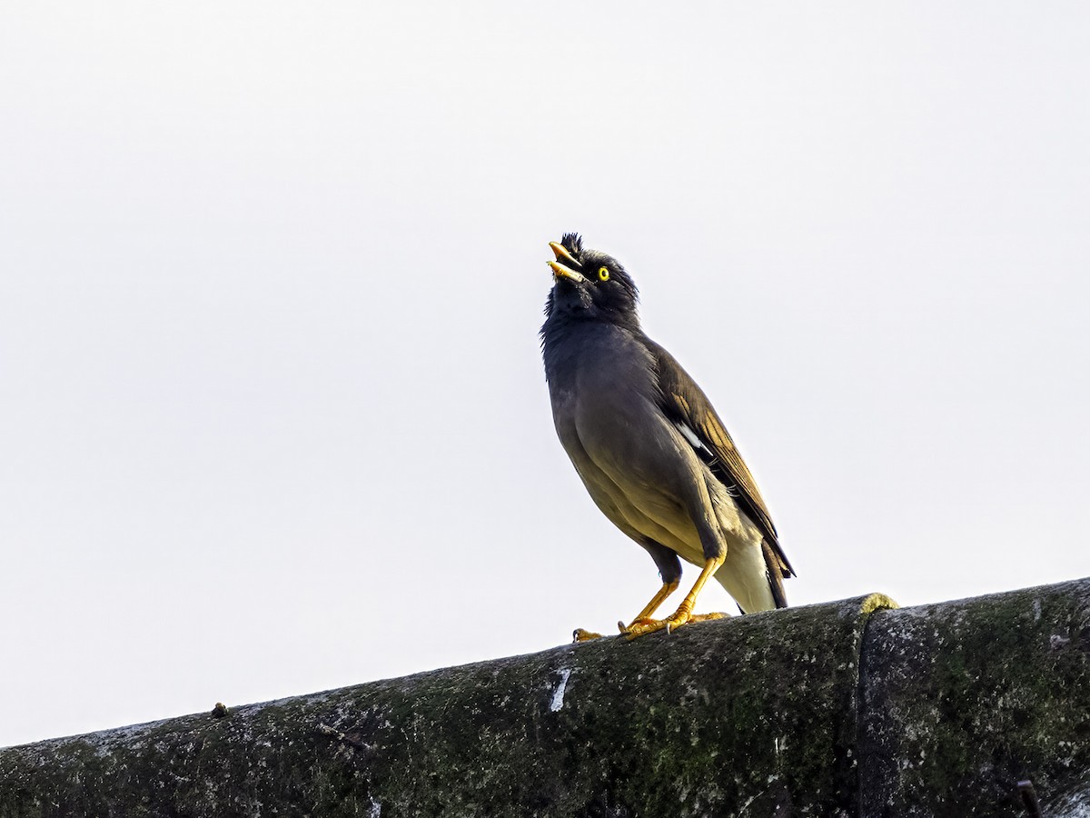 Jungle Myna - ML628159396