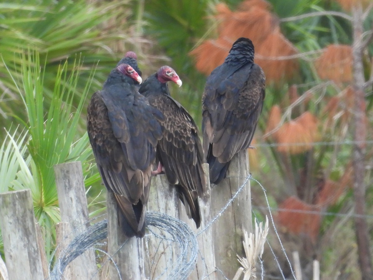Turkey Vulture - ML628159406