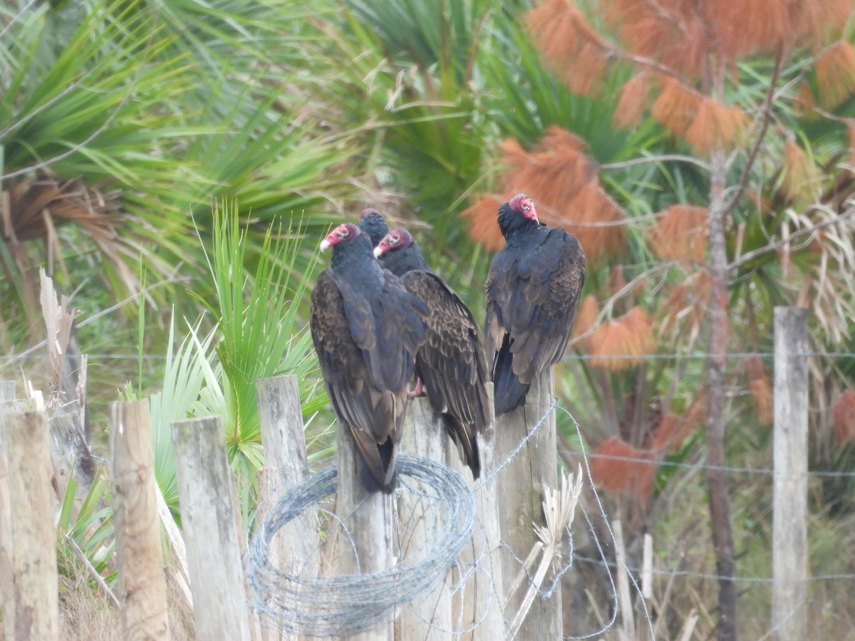 Turkey Vulture - ML628159407