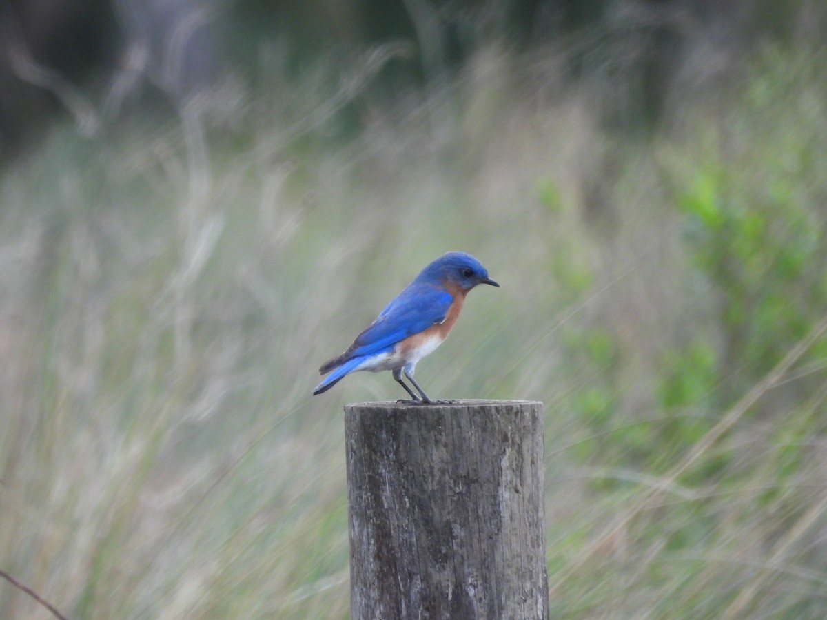 Eastern Bluebird - ML628159418