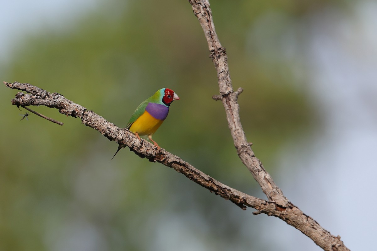 Diamant de Gould - ML628159517