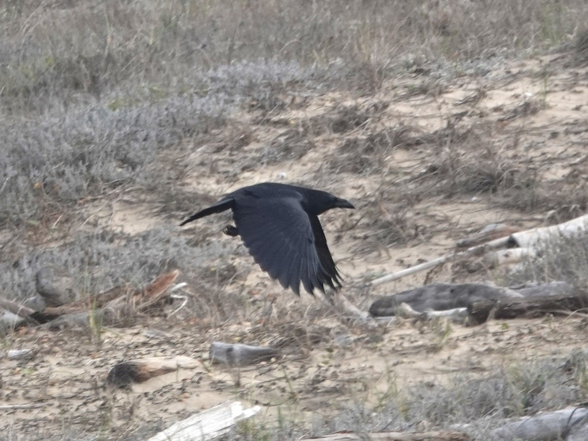 Common Raven - ML628159557