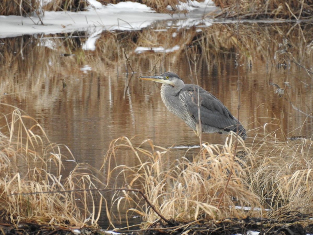 Great Blue Heron - ML628159684