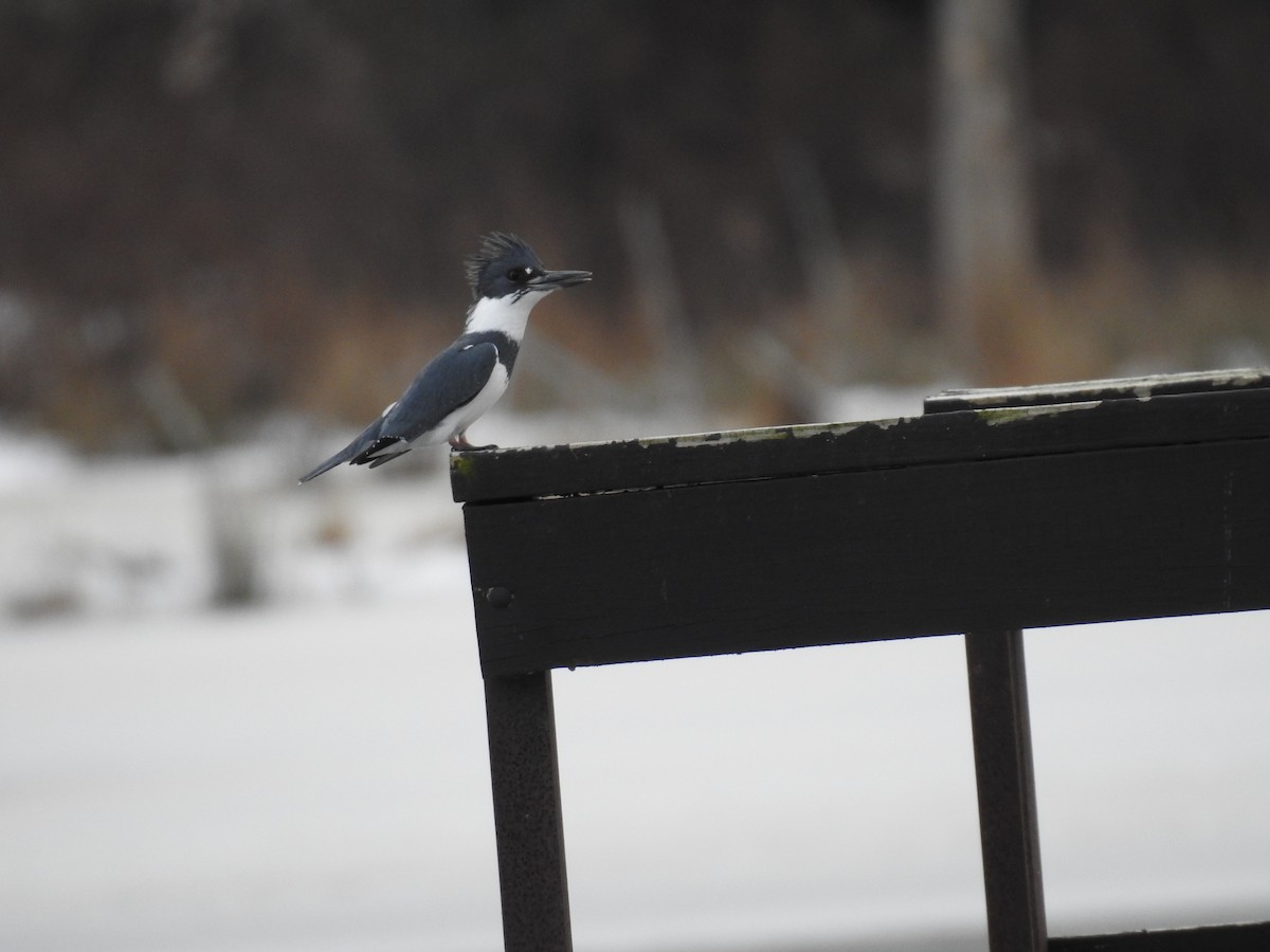 Belted Kingfisher - ML628159707