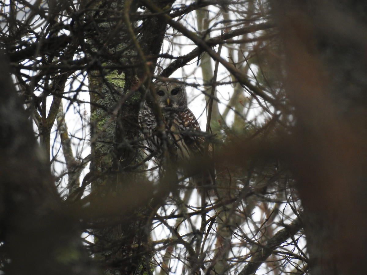 Barred Owl - ML628159741