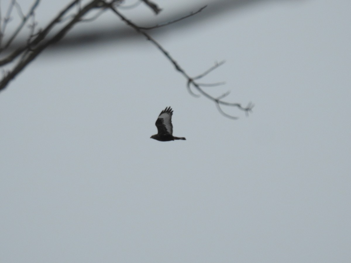 Rough-legged Hawk - ML628159744