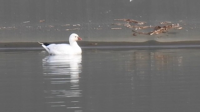 Ross's Goose - ML628159749