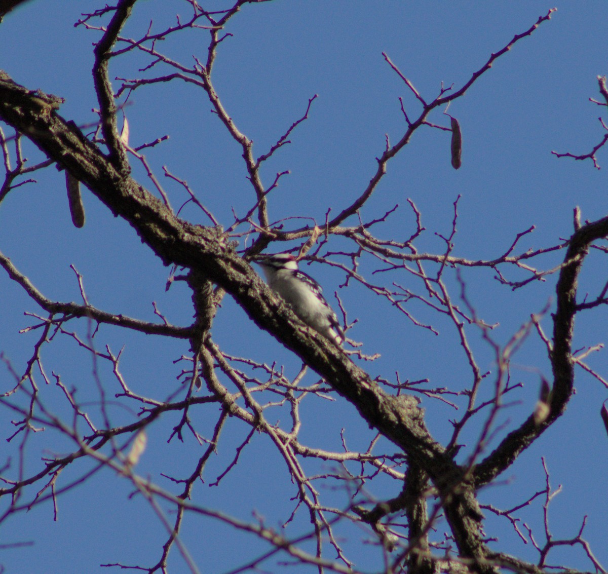 Downy Woodpecker - ML628160017