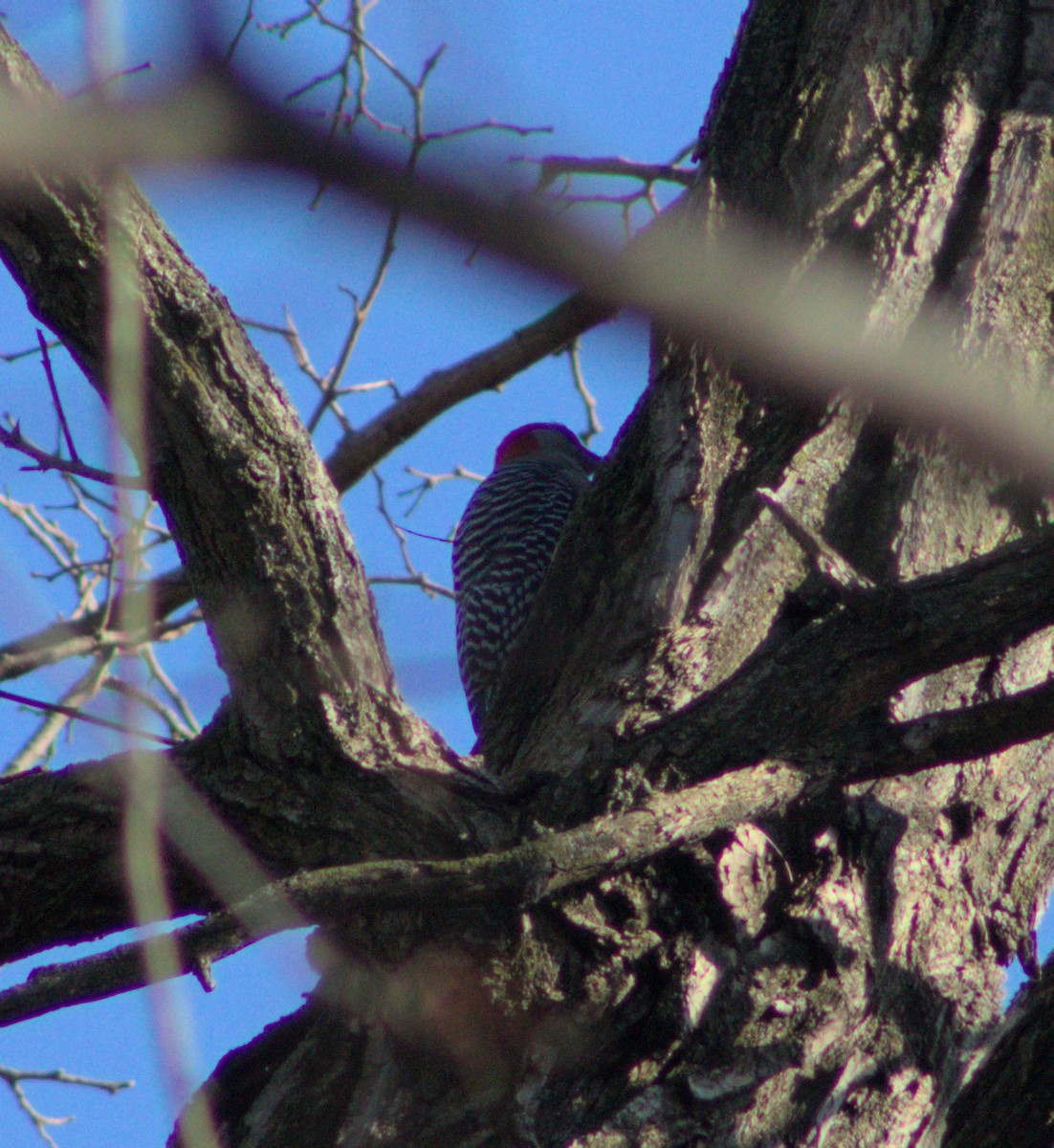 Red-bellied Woodpecker - ML628160026