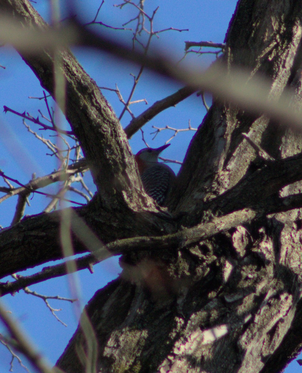 Red-bellied Woodpecker - ML628160027