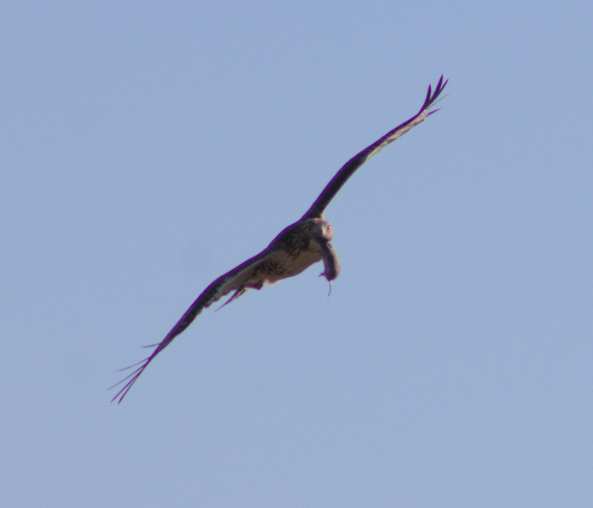Red-tailed Hawk - ML628160057