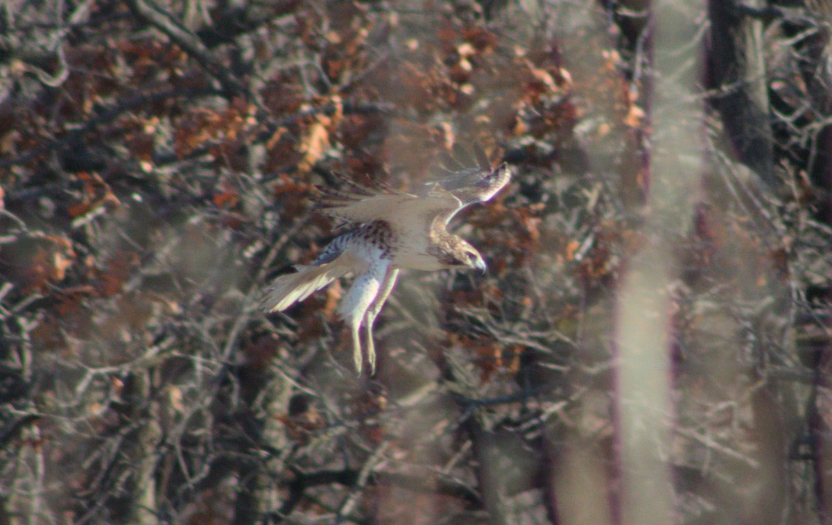 Red-tailed Hawk - ML628160058